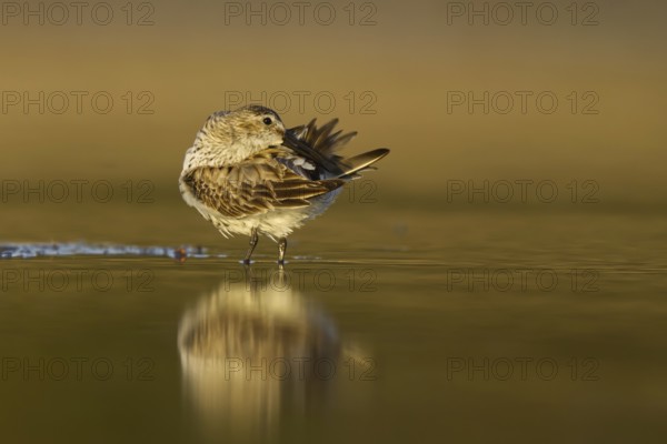 Dunlin (Calidris alpina) preening, North Rhine-Westphalia, Germany