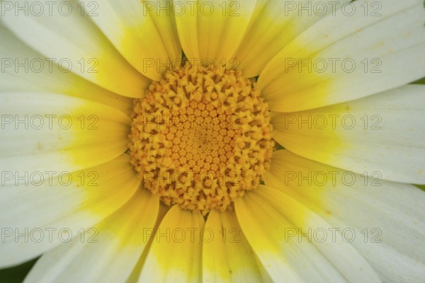 Macro shot capturing the vibrant details of a crown daisy at the botanical gardens, highlighting the intricate patterns of its yellow center and white petals