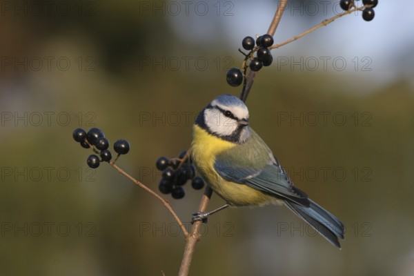 Eurasian Blue Tit (Cyanistes caeruleus), Baden-Wuerttemberg, Germany
