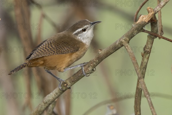 Isthmian Wren (Cantorchilus elutus) perched on a branch in Panama