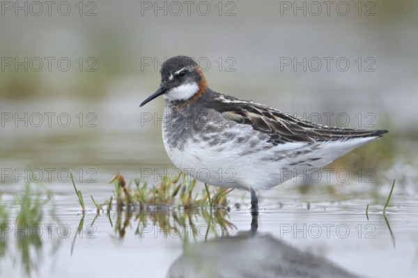 Red-necked Phalarope (Phalaropus lobatus), Alaska, USA