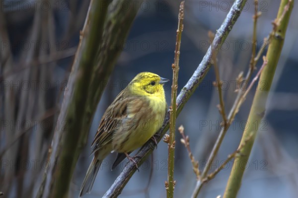 Yellowhammer (Emberiza citrinella) in woodland, Bavaria, Germany