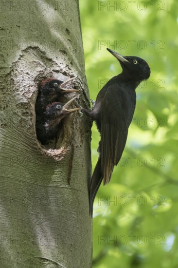 Black Woodpecker (Dryocopus martius) female at nest hole with chicks, North Rhine-Westphalia, Germany