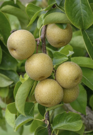 Nashi pear (Pyrus pyrifolia 'Hosui'), Bundessortenamt Prüfstelle Wurzen, Federal Republic of Germany