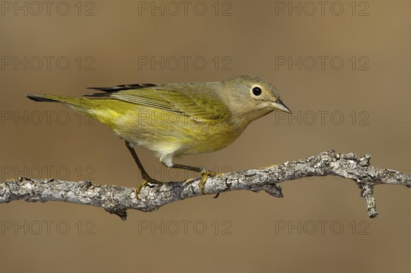 Nashville Warbler (Leiothlypis ruficapilla), Texas, USA