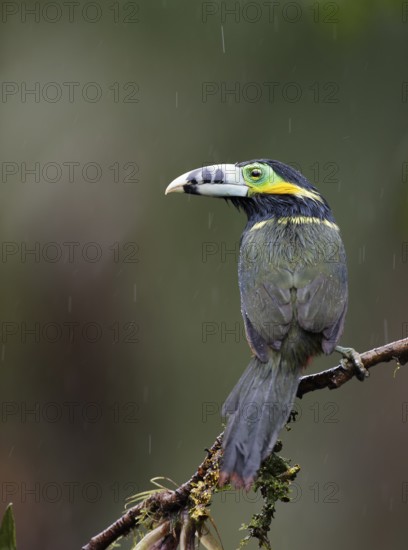 Spot-billed Toucanet (Selenidera maculirostris) male perched on a branch, Altlantic rainforest, Brazil