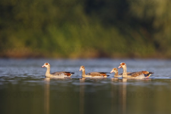 Egyptian Goose (Alopochen aegyptiaca) pair with young on water, North Rhine-Westphalia, Germany