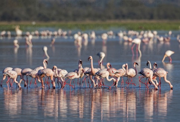 Pink flamingos (Phoenicopterus roseus), South Africa