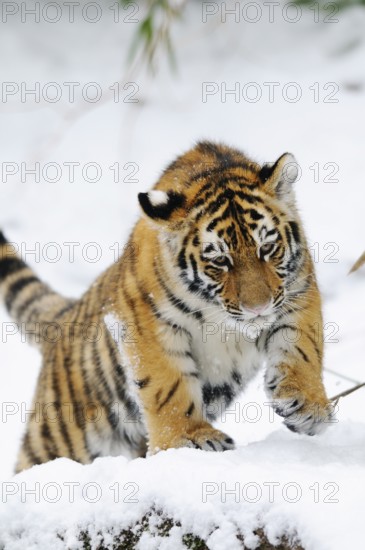 A tiger cub playing energetically in the snow, full of adventure, Siberian tiger (Panthera tigris altaica), captive, occurring in Russia, North Korea and China