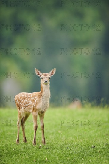 Red deer (Cervus elaphus) fawn standing on a meadow in the mountains in tirol, Kitzbühel, Wildpark Aurach, Austria