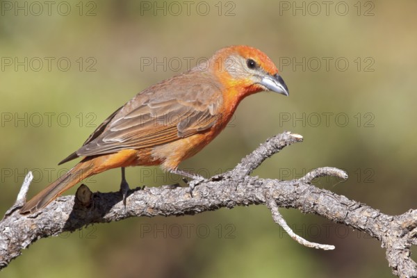 Hepatic Tanager (Piranga flava) perched on a branch in southern Arizona, USA