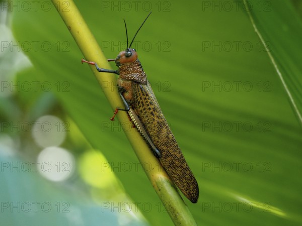 Giant locust (Tropidacris cristata)