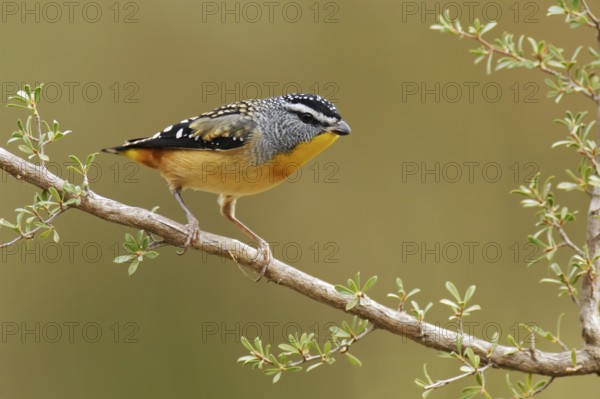 Spotted Pardalote (Pardalotus punctatus) male, Victoria, Australia