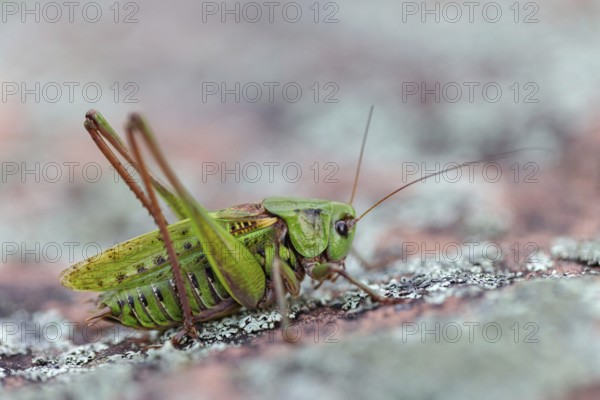 Warthog, (Decticus verrucivorus), grasshopper, long-footed grasshopper, insect, macro, animals, insects, Black Forest, Feldberg region, Baden-Württemberg, Federal Republic of Germany