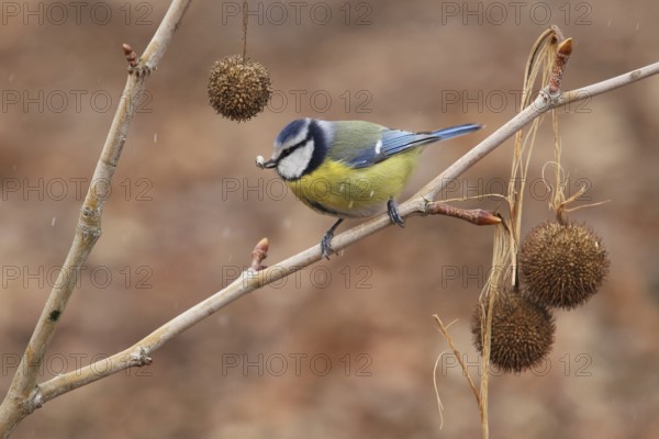 Eurasian Blue Tit (Cyanistes caeruleus), Baden-Wuerttemberg, Germany