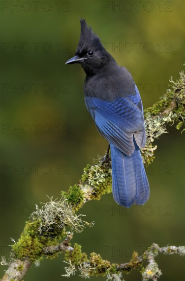 Steller's Jay (Cyanocitta stelleri) - Victoria BC, Canada