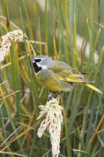 White-bridled Finch (Melanodera melanodera) male, Falkland Islands
