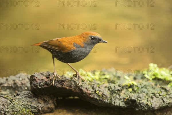 Gould's Shortwing (Heteroxenicus stellatus), Yunnan, China