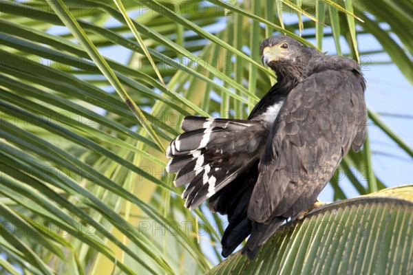 Common Black Hawk (Buteogallus anthracinus), El Farallon del Chiru, Panama