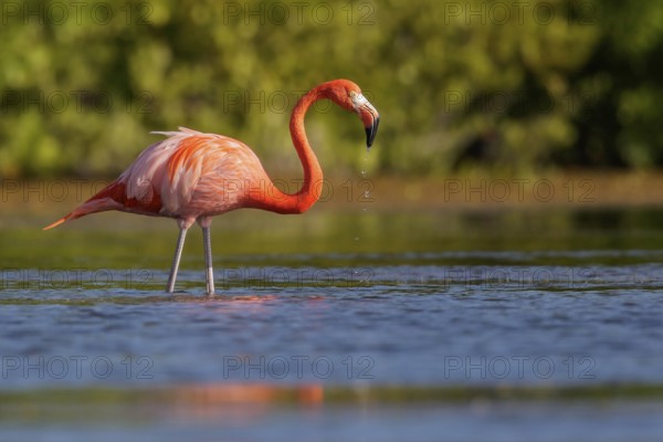 American flamingo (Phoenicopterus ruber) feeding in a lagoon in Cuba