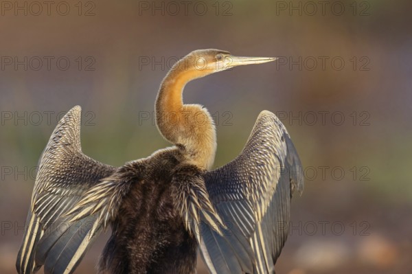African darter (Anhinga rufa), Marakissa River Camp / Canoe tri, Marakissa, South Bank, Gambia