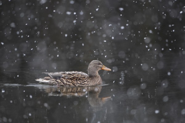 Stockente, Anas platyrhynchos, Weibchenl schwimmt auf dem Wasser bei starkem Schneefall