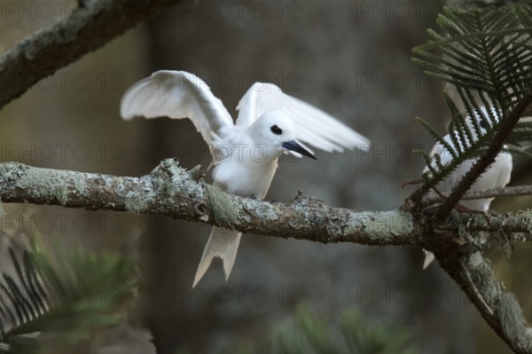 White Tern (Gygis alba candida) flapping, perched on a branch, Norfolk Island, Australia