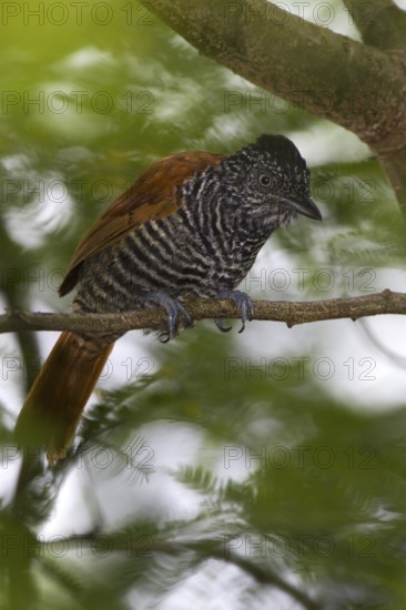 Chestnut-backed Antshrike (Thamnophilus palliatus), Bahia, Brazil