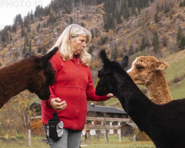 An elderly woman interacts with multiple alpacas in the scenic Austrian countryside, showcasing a serene moment of animal care and nurturing in a natural environment