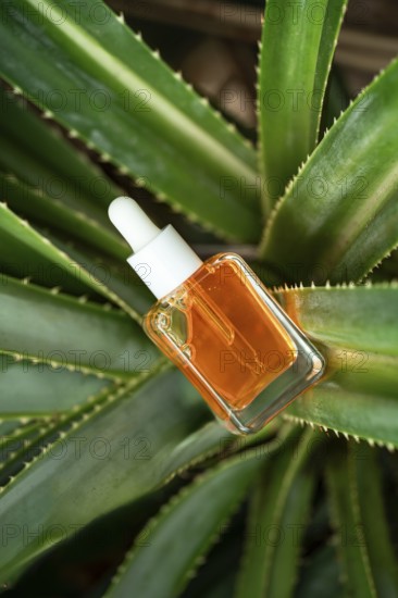 A glass dropper bottle of orange Vitamin C facial serum is cradled among thick green aloe vera leaves, emphasizing natural skincare and wellness