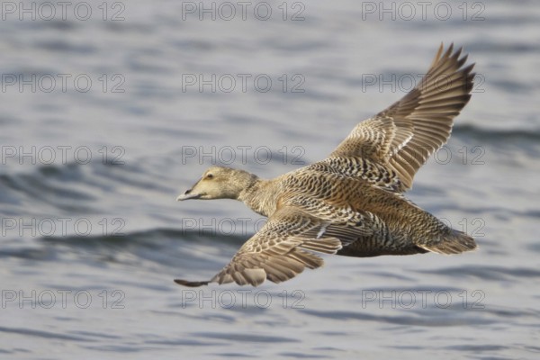 Common Eider (Somateria mollissima) female flying, Manitoba, Canada