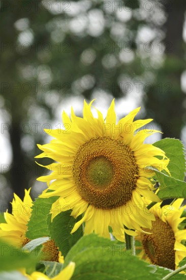 Picturesque sunflowers, July, Germany