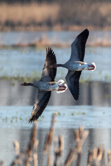 Pair of greylag geese flying together, in the Großen Rosin Moor nature reserve, Mecklenburg-Vorpommern, Germany