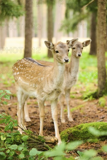 European fallow deer (Dama dama) mother with her fawn standing in a forest, Bavaria, Germany