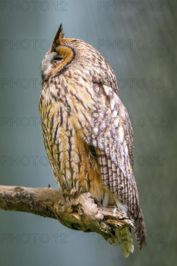 Long-eared owl (Asio otus) sitting in a tree, Bavaria, Germany