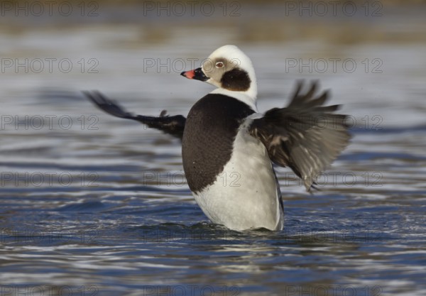 Long-tailed Duck, male