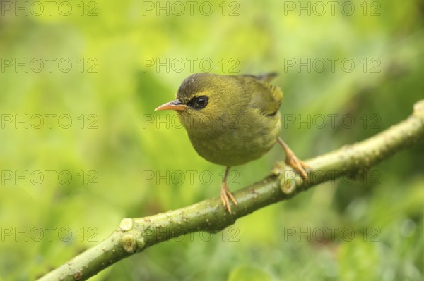 Mountain Blackeye (Chlorocharis emiliae), Sabah, Malaysia