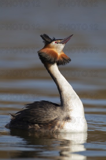 Great crested grebe (Podiceps cristatus) adult bird on a lake, Norfolk, England, United Kingdom