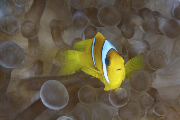 Vibrant Two-banded Anemonefish peeking through translucent tentacles in a symbiotic setting