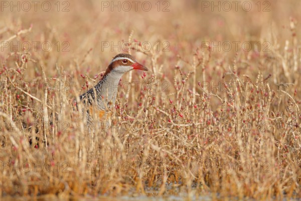 Buff-banded Rail (Gallirallus philippensis), Western Australia, Australia