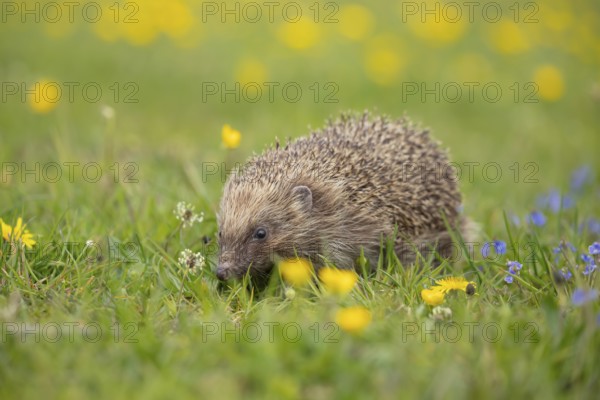 European hedgehog (Erinaceus europaeus) adult animal in a grassland meadow in spring, England, United Kingdom