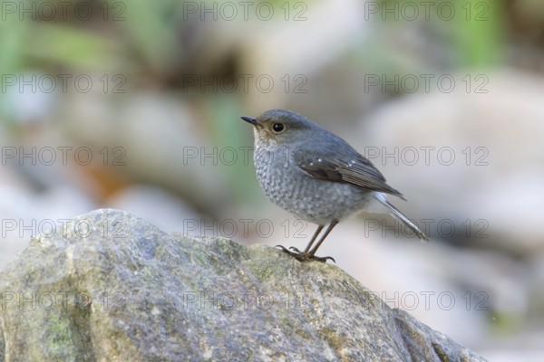 Plumbeous Water Redstart (Phoenicurus fuliginosus) female, Fang, Chiang Mai, Thailand