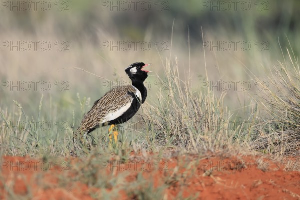White-winged Bustard (Afrotis afraoides), adult, male, calling, courtship display, Mokala National Park, South Africa