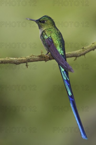 Long-tailed Sylph (Aglaiocercus kingii), Ecuador