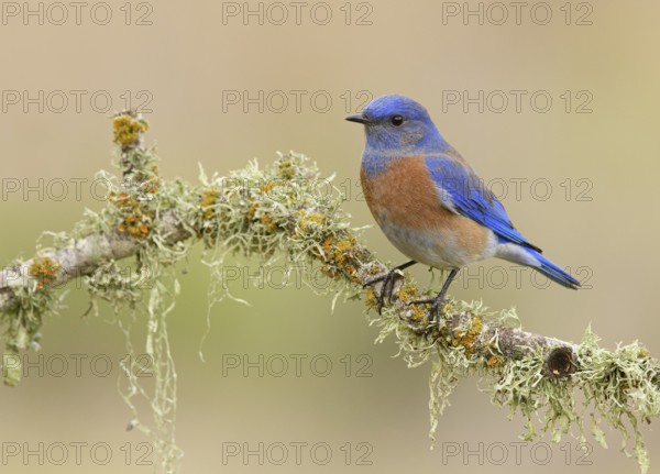 Western Bluebird (Sialia mexicana) male perched on a branch, California, USA