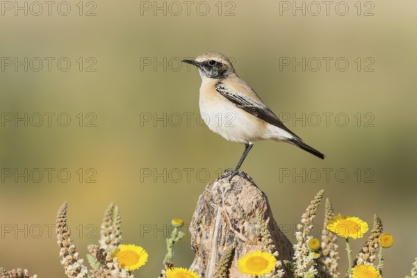 Desert Wheatear (Oenanthe deserti homochroa) Eilat, Israel