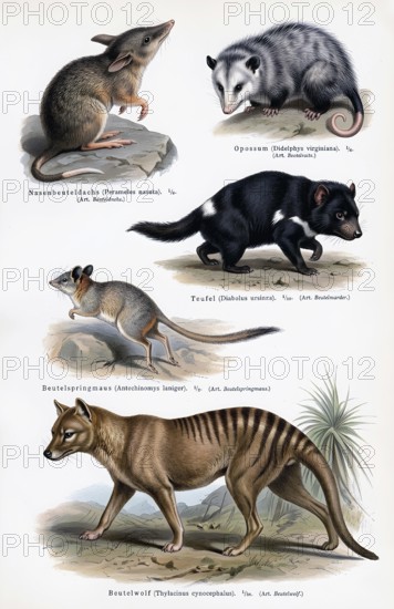 Display Panel Marsupials, Opossums (Didelphis), Marsupial rat, Marsupial devil (Sarcophilus harrisii), also Tasmanian devil, Marsupial wolf (Thylacinus cynocephalus), also Tasmanian wolf, Marsupial tiger, Tasmanian tiger, Nose prey or prey badger (Peramelemorphia), Jumping marsupial (Antechinomys laniger), Animal world, Animal kingdom, Wildlife, Fauna, Australia, Historical illustration, digitally manipulated
