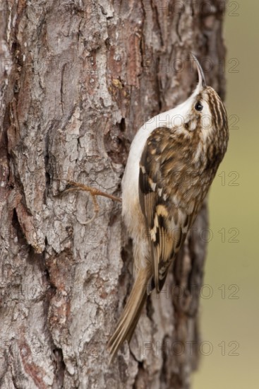 Short-toed Treecreeper (Certhia brachydactyla), St. Gallen, Switzerland