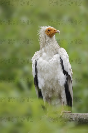 Egyptian Vulture (Neophron percnopterus), Provence, Southern France