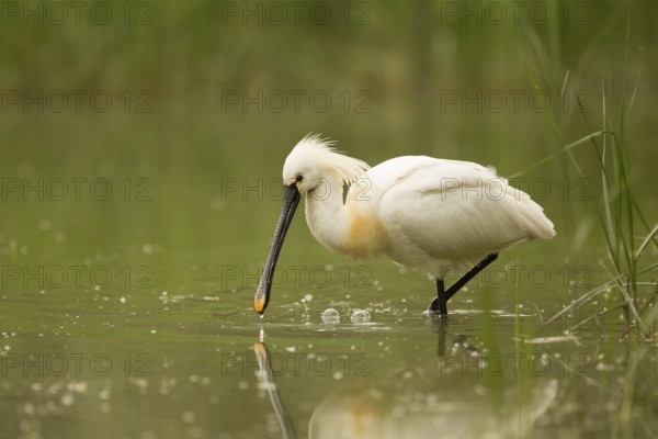 Eurasian Spoonbill (Platalea leucorodia), Serbia